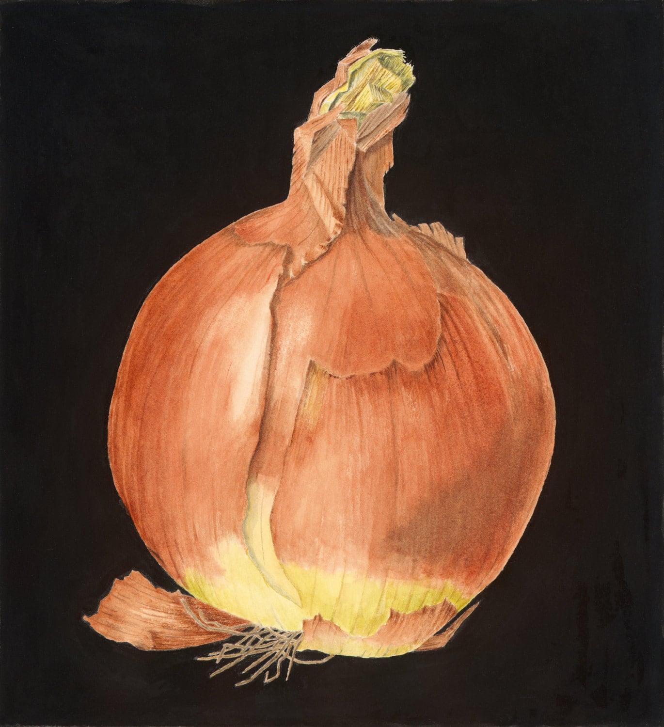 Cebolla Amarilla Botánica Vegetal Cebolla - España