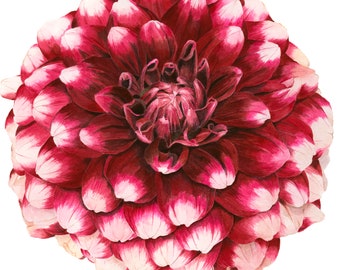 Red and White Dahlia Flower Print - Watercolor Painting Flower Art by Sally Jacobs - Red/White Dahlia Flower, Botanical Illustration