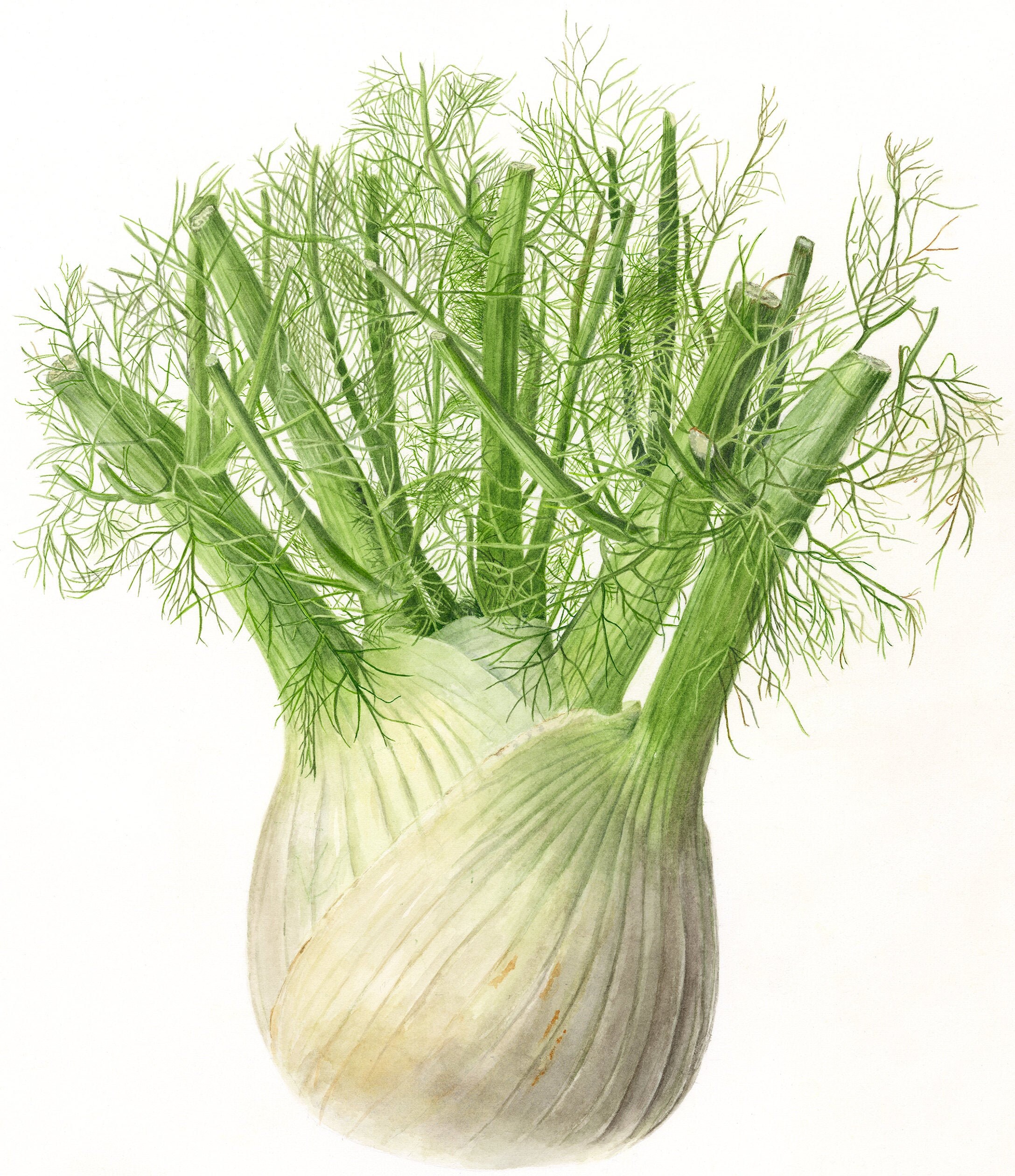 Fennel Painting, Botanical Vegetable Art Print Fennel Watercolor