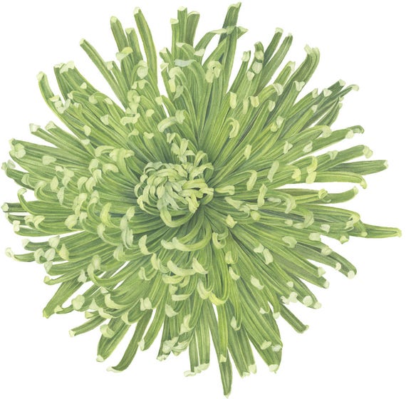 Chrysanthemum Watercolor Painting, Chrysanthemum Flower Print, Botanical  Flower, Art by Sally Jacobs, Green, Spider Mum Flower