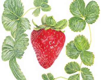 Strawberry and Leaves, Watercolor, Kitchen art, Dining Room art, Fruit art, Realistic art, Grapes, Botanical illustration