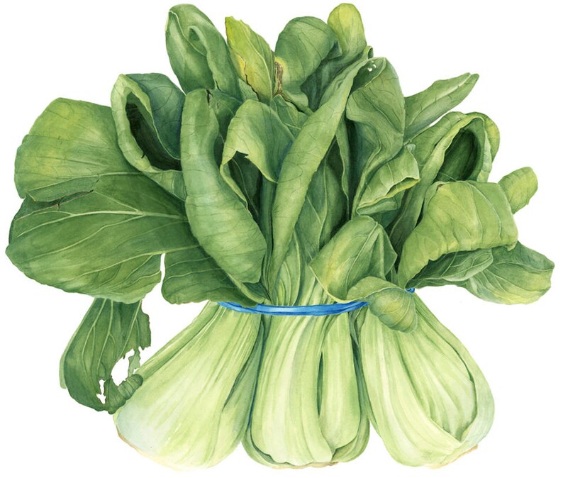 Bok Choy Watercolor Print, Botanical Vegetable Art Print Bok Choy ...