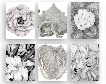 Greeting Card Set, Original Graphite Art Cards, 6 Cards with 6 Envelops, Blank Note Cards, Flower Art, Flower and Vegetable Greeting Cards