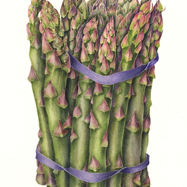 Asparagus Watercolor Print, Botanical Vegetable Art Print - Asparagus Watercolor Painting by Sally Jacobs - Restaurant Kitchen Wall Decor