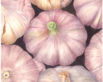 Botanical Vegetable Art Print - Garlic Variety - Watercolor Fine Art Painting by Sally Jacobs - Kitchen Restaurant Wall Décor