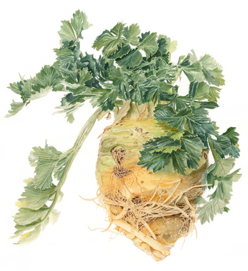 Botanical Vegetable Art Print Celery Root Watercolor Etsy