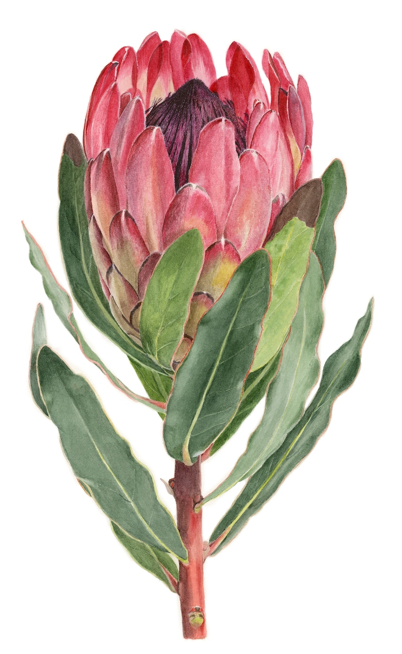Botanical Protea Painting Print Botanical Flower Art Watercolor Painting by Sally Jacobs image 1