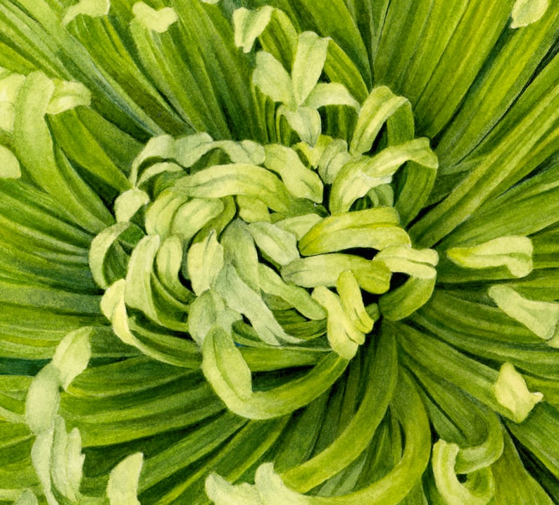 Chrysanthemum Watercolor Painting, Chrysanthemum Flower Print