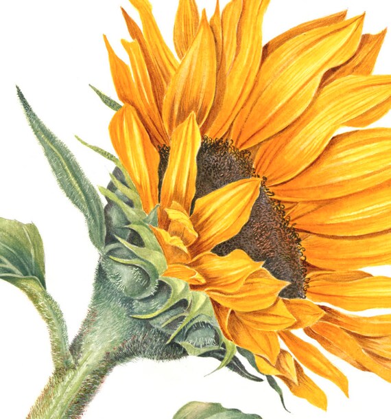 Botaniczny Kwiat Słonecznika Botaniczny Drukuj Akwarela Malarstwo Sztuka Przez Sally Jacobs Yellow Zielony