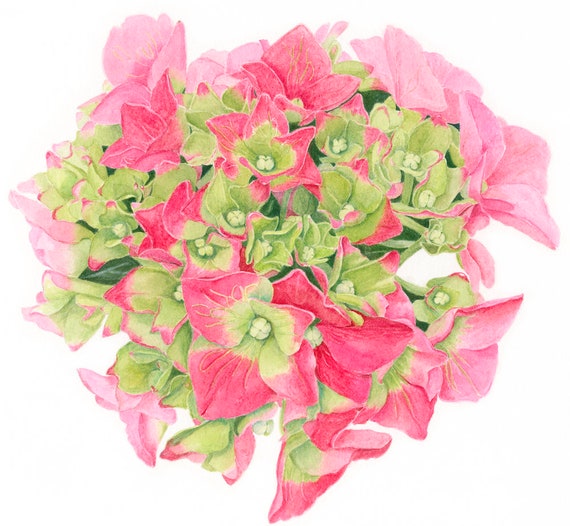 Hydrangea Painting, Contemporary Art , Watercolor Flower , Botanical Art Print , Pink Hydrangea