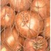 see more listings in the Prints – Vegetables section