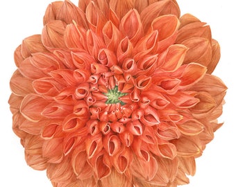 Botanical Dahlia Flower Print - Watercolor Painting Flower Art by Sally Jacobs - Orange Dahlia Flower, Botanical Illustration