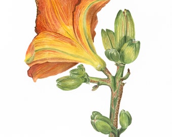Lily Painting, Contemporary Art - Watercolor Flower - Botanical Art Print - Mothers Day Gift  - Wall Art