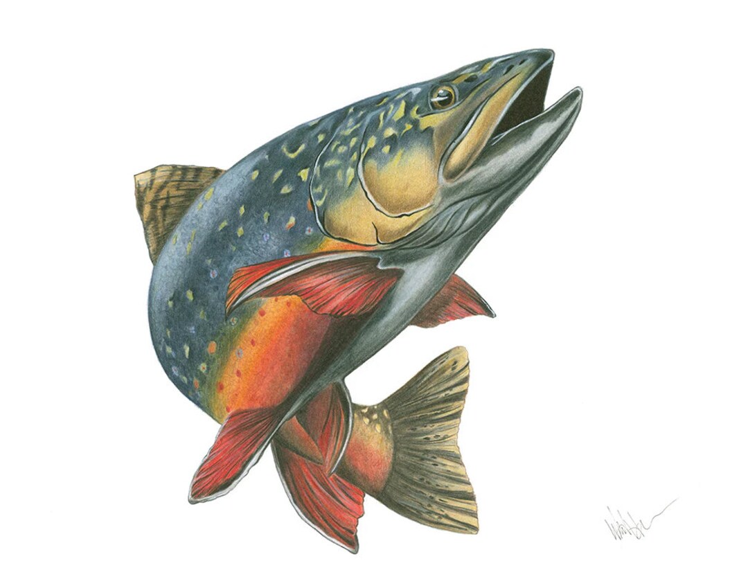 Fly Fishing Art, Brooke Trout, Print of Original Colored Pencil Drawing