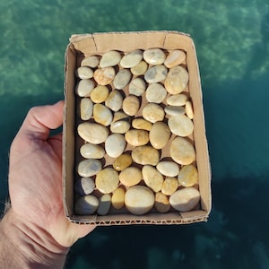 50 genuine volcanic beach pebbles..Sea stones for terrariums,gardening,soil topper,mandalas,mixed media art.