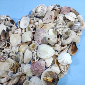 Mix of Various Greek Shells.beach Craft Materials.shore Living.beach ...