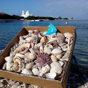 Mix di varie conchiglie greche. Materiali artigianali da spiaggia. Vita a terra. Bellezze da spiaggia