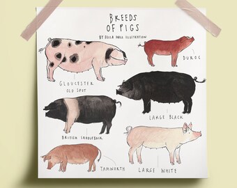 Breeds of Pigs Print
