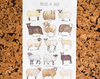 Tea Towel - Breeds of Sheep