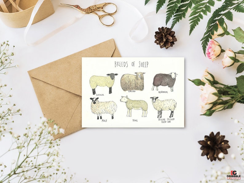 Greetings Card Breeds of Sheep image 1