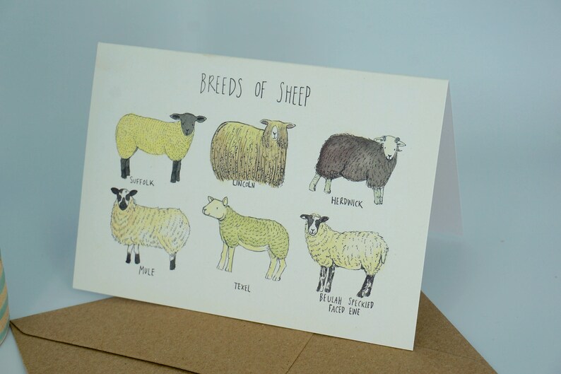 Greetings Card Breeds of Sheep image 5