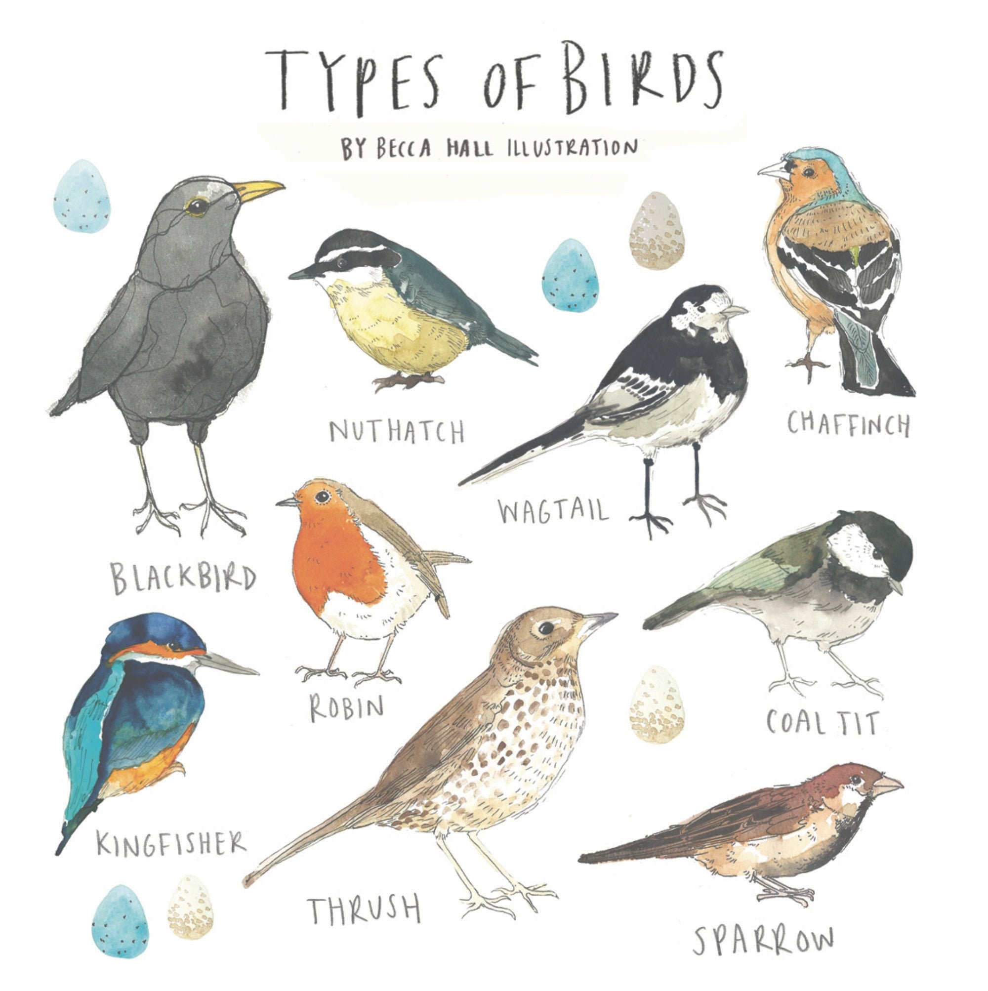 Coaster Types of Birds - Etsy UK