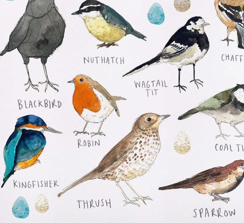 Types of Birds Prints | Etsy