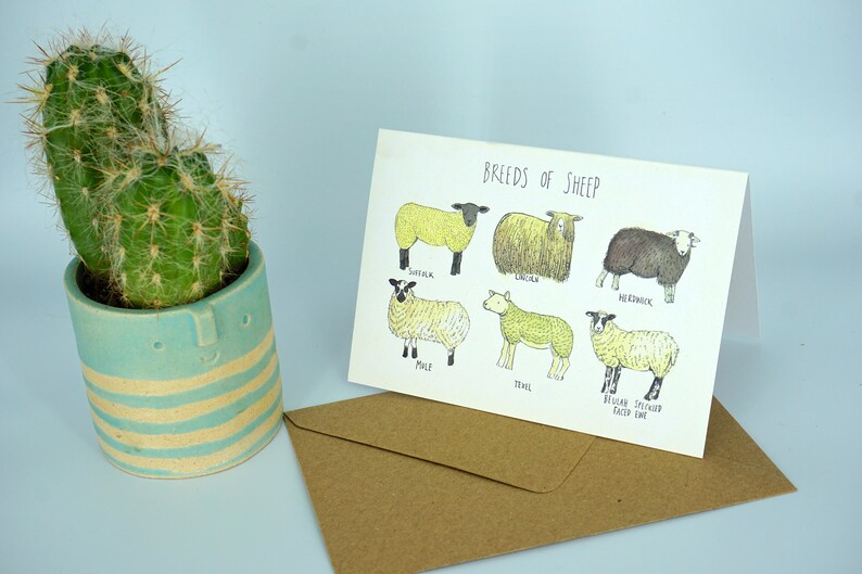 Greetings Card Breeds of Sheep image 4