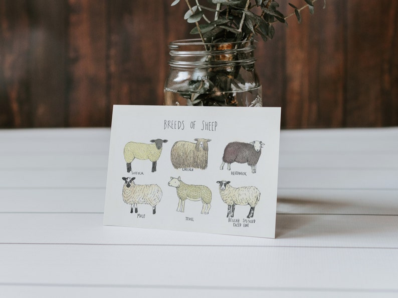 Greetings Card Breeds of Sheep image 3