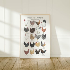Breeds of chickens long - giclée art print