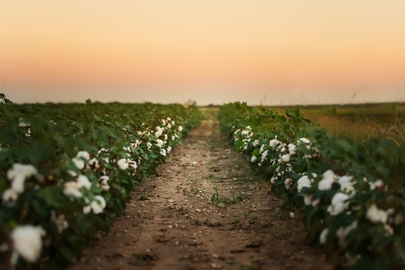 Cotton Field Sunset Background | Etsy