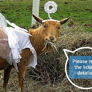May include: A brown goat wearing a white tulle dress and a halo, standing in a field of hay. The goat is looking at the camera and has its mouth open, as if it is about to speak. A speech bubble above the goat says "Please read the listing details!"
