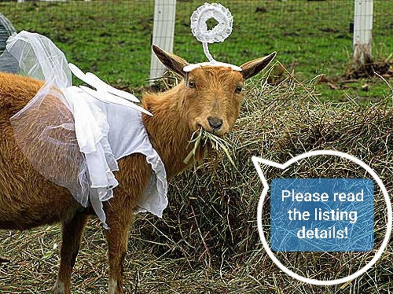 May include: A brown goat wearing a white tulle dress and a halo, standing in a field of hay. The goat is looking at the camera and has its mouth open, as if it is about to speak. A speech bubble above the goat says "Please read the listing details!"