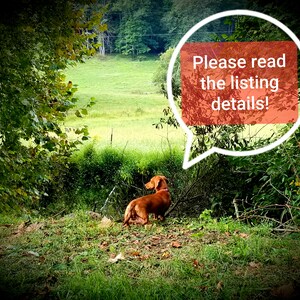 May include: A brown dachshund dog stands in a grassy field, looking towards a green forest in the distance. A speech bubble above the dog reads "Please read the listing details!"