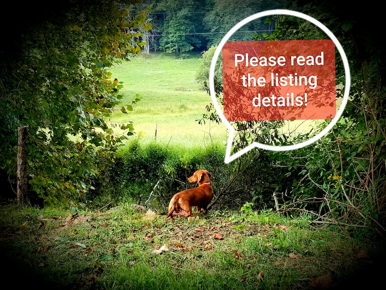 May include: A brown dachshund dog stands in a grassy field, looking towards a green forest in the distance. A speech bubble above the dog reads "Please read the listing details!"