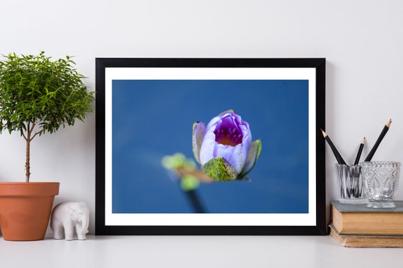 Nature Photography Prints Flower Pictures Fine Art Flower Photography Prints Water Lilies Flower Print Tropical Wall Art Waterlily Photo