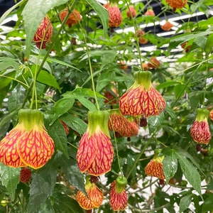 Biltmore's Ballgown Abutilon - live plant