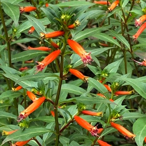 May include: Close-up of a vibrant plant with numerous orange, tubular flowers. The flowers have a flared, multi-lobed opening with red and white accents. The plant's leaves are a deep green, creating a striking contrast with the bright blooms.