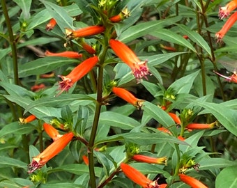 David Verity Cuphea, Cigar Plant - Live Plant