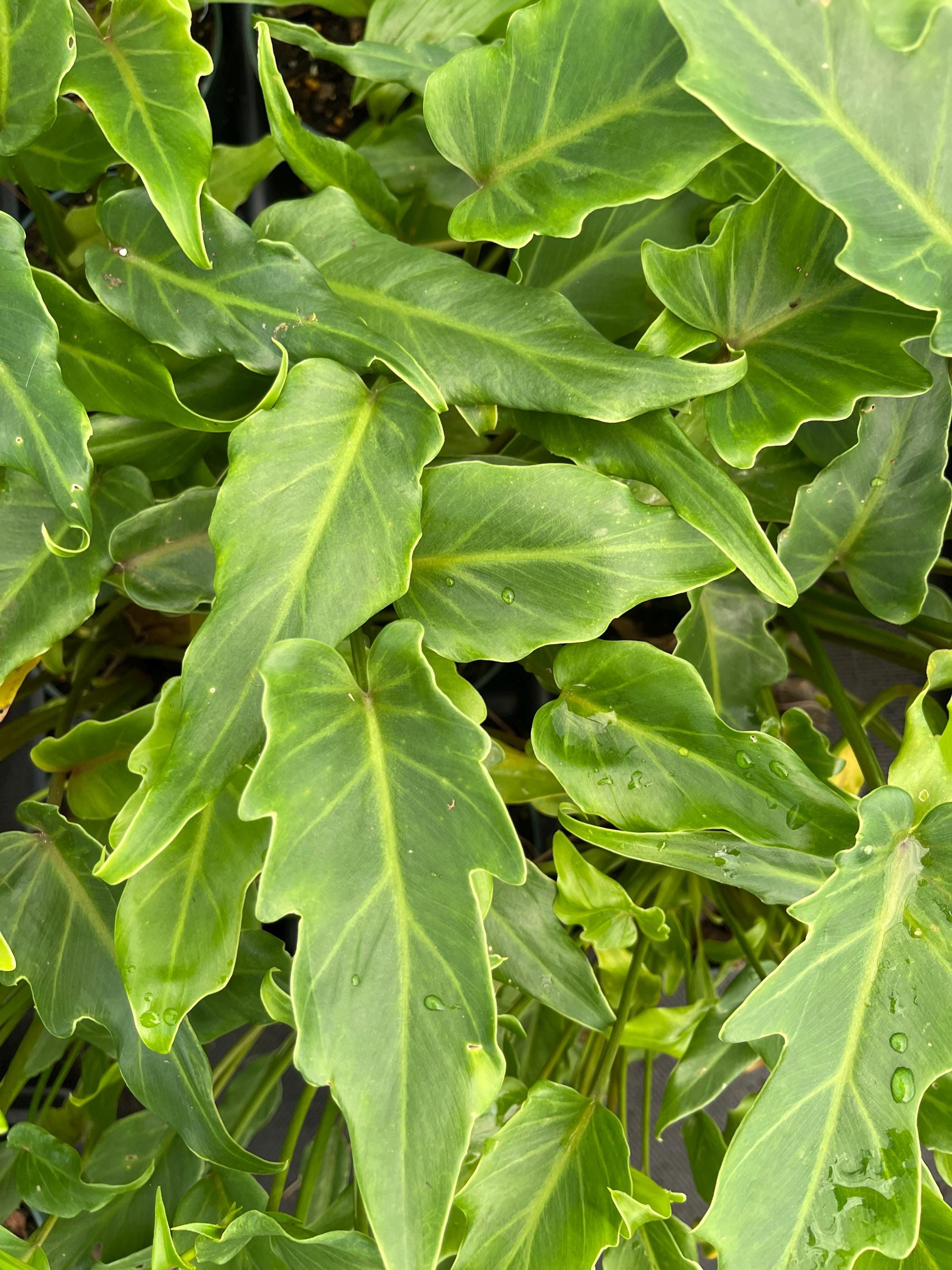 Xanadu Philodendron, Live Plant - Etsy