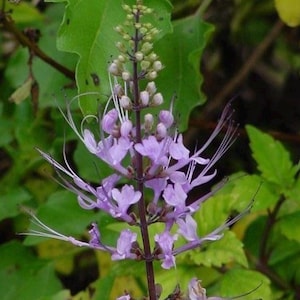 May include: Close-up of a flowering plant with delicate, light purple blossoms and long, white stamens. The plant's stem is a deep brown, and the background features lush green leaves, creating a natural, botanical theme.