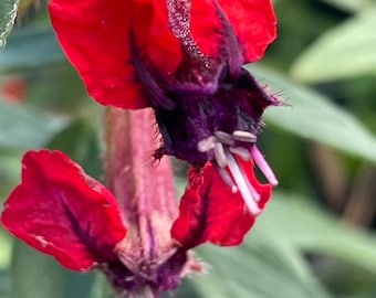 May include: Close-up of a vibrant red flower with deep purple accents and delicate white stamens. The petals are a rich, velvety red, and the flower's structure is intricate and detailed. Green leaves provide a soft background.