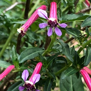 May include: Close-up of vibrant pink and purple flowers with a unique tubular shape, surrounded by green leaves. The flowers have a delicate, star-like appearance with a dark center. The image captures the beauty of nature.