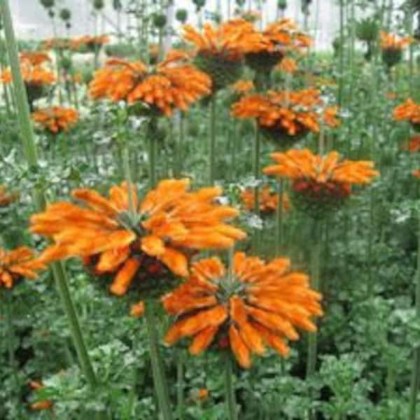 Lions tail plant -Leonotis menthafolia