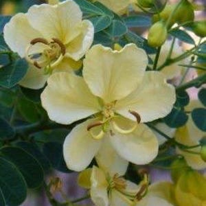 Cassia spendida , Golden wonder tree- “Buttercream”