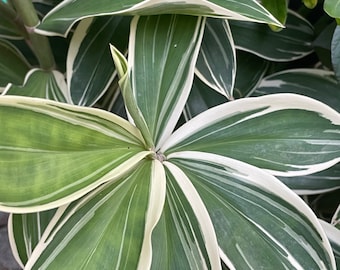 Variegated spiral ginger -  live plant