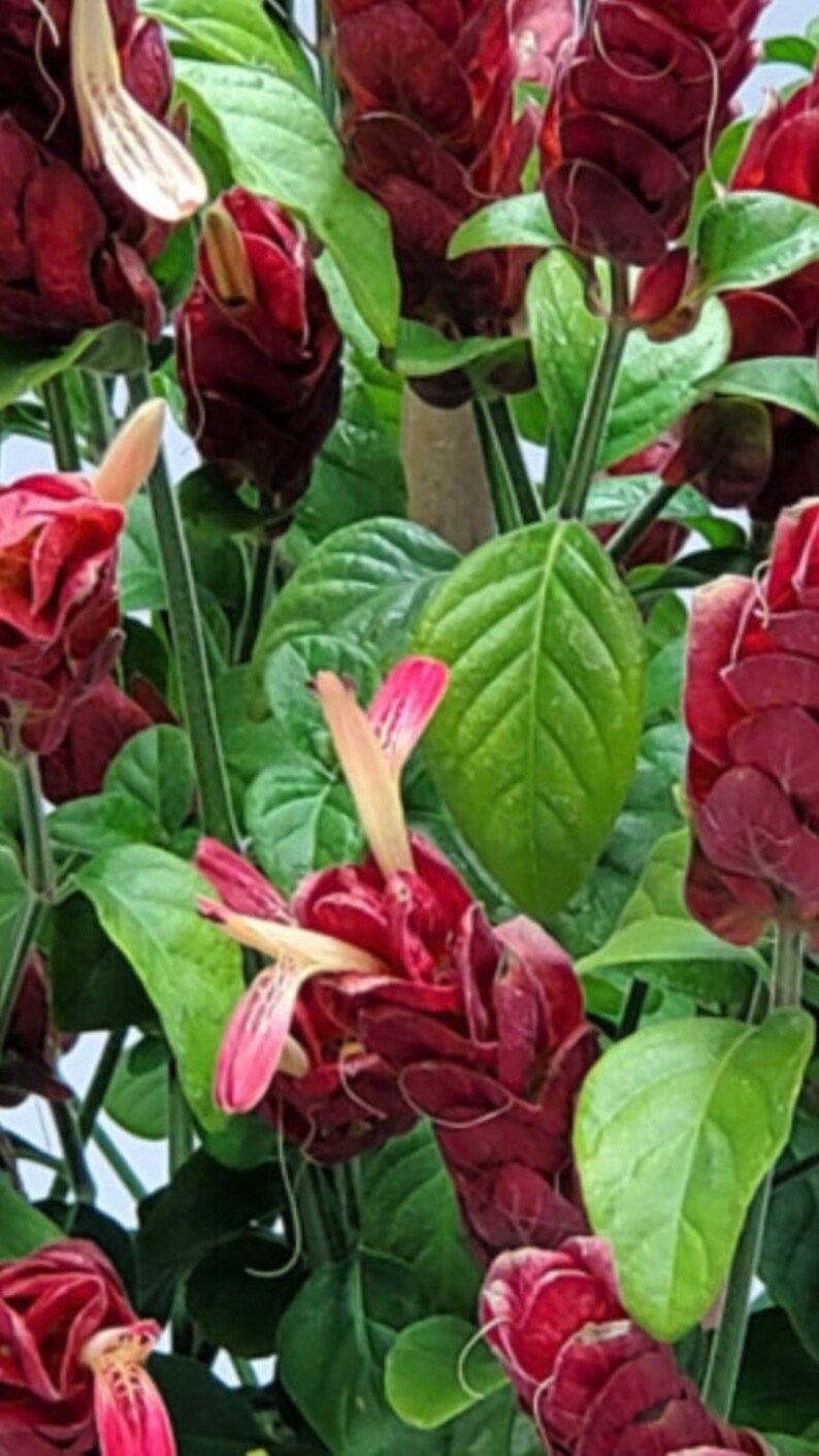 KatkawLandscapes Shrimp Plant