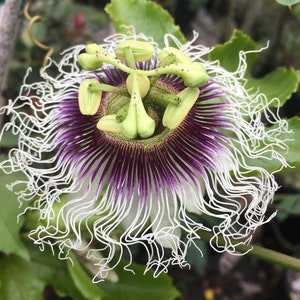 Purple Possum Passion Flower, Passiflora edulis- 4&quot; container Live plant