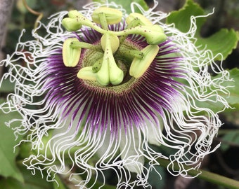 Purple Possum Passion Flower, Passiflora edulis- 4&quot; container Live plant