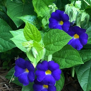 May include: Close-up of vibrant blue flowers with yellow centers, surrounded by lush green leaves. The flowers have a trumpet-like shape and are in full bloom, creating a striking contrast against the foliage. The image captures the natural beauty of the plant.